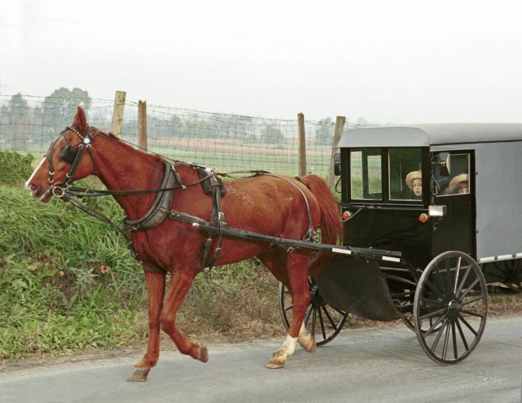 horse and buggy